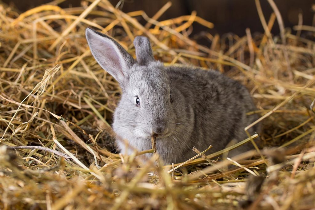 Rabbit in hay