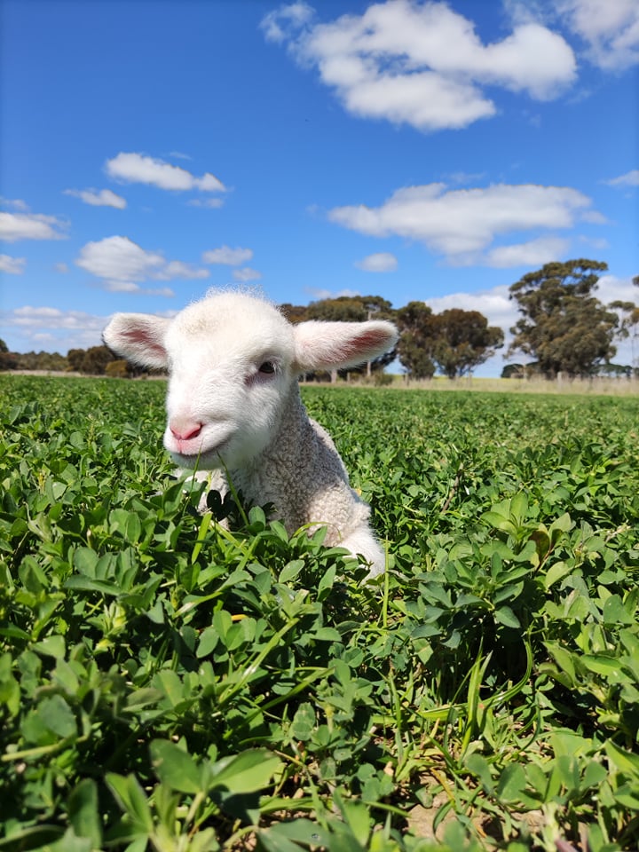 Lamb in the paddock