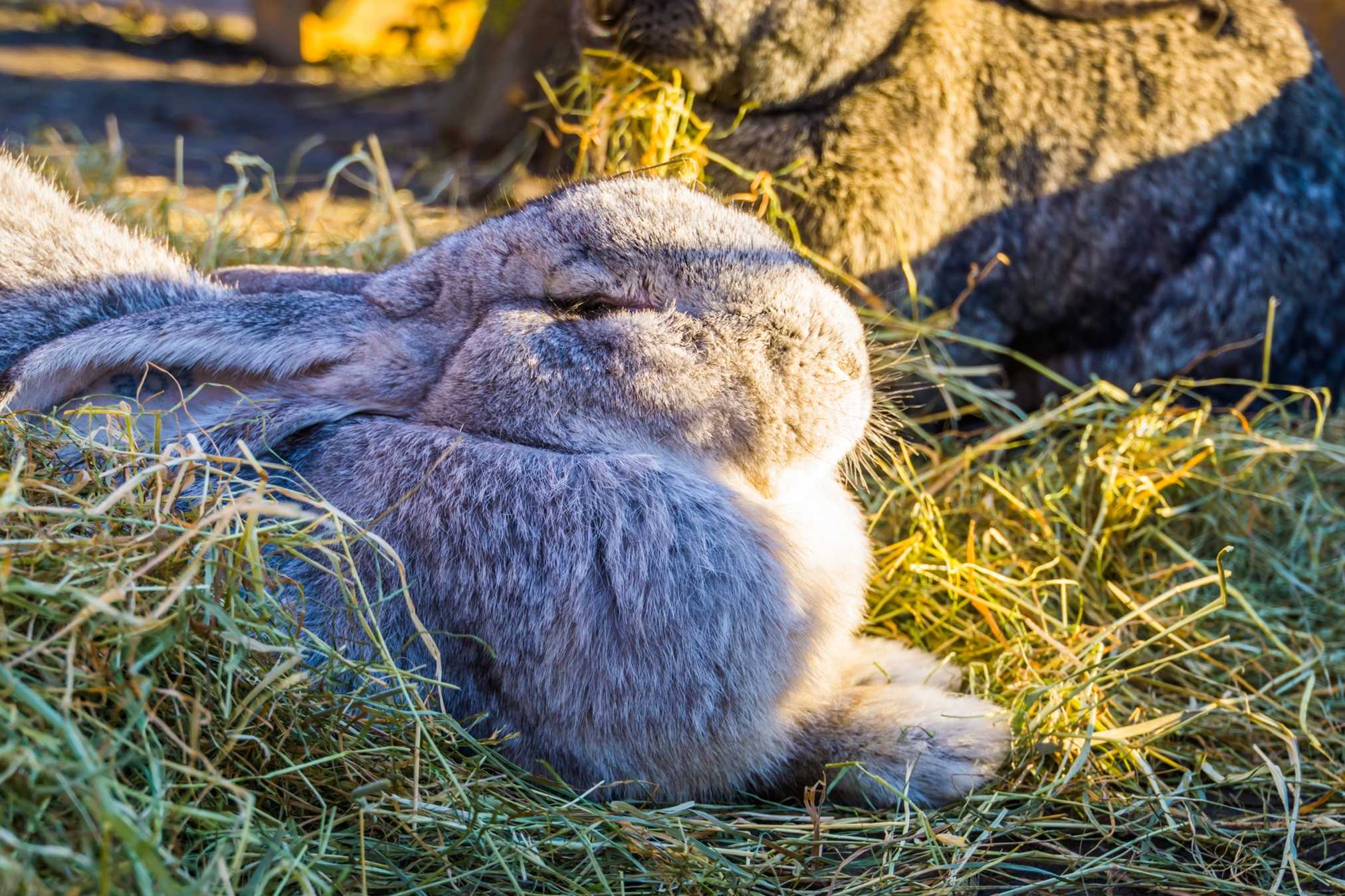 Rabbit in the field