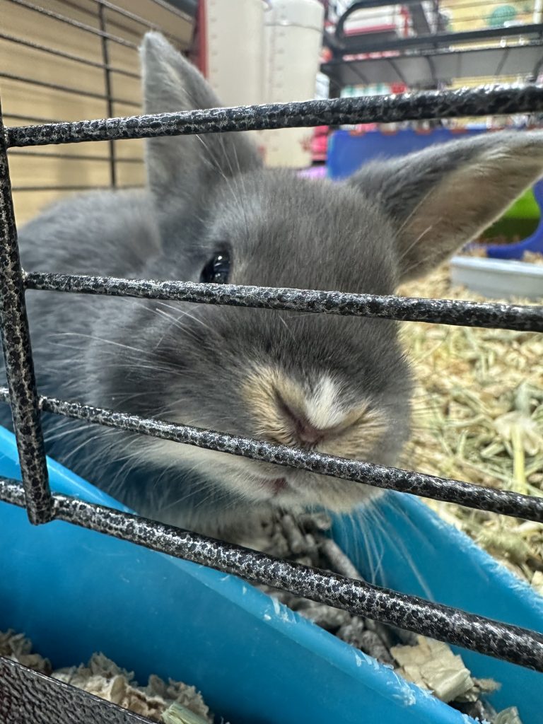 Bunny ready to be adopted