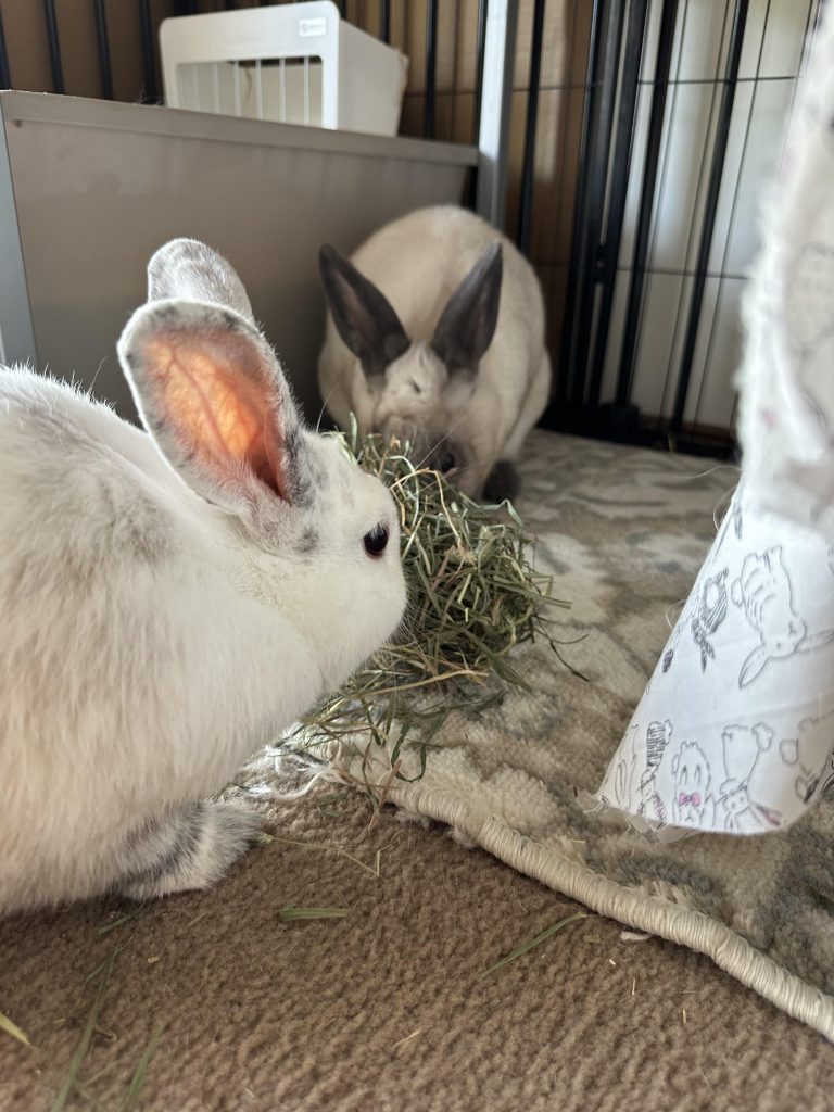 Image #1 from Siaumy Jong