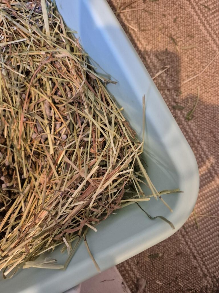 Image #1 from Isabella Aldrovandi