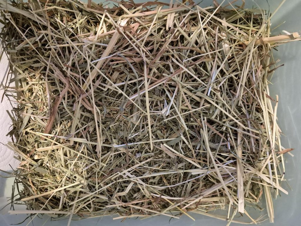 Image #2 from Isabella Aldrovandi