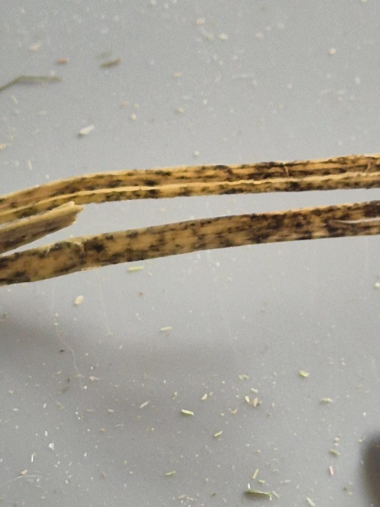 Image #1 from Cailin