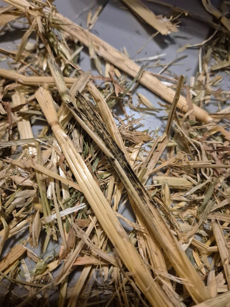 Image #2 from Cailin