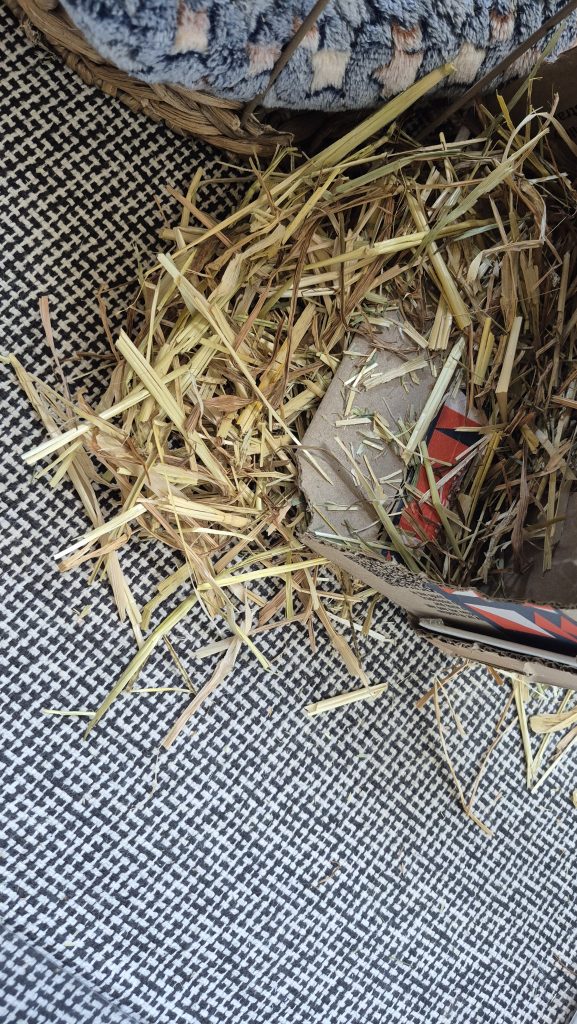 Image #1 from Isabella