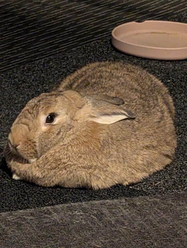 Image #2 from Miss M.