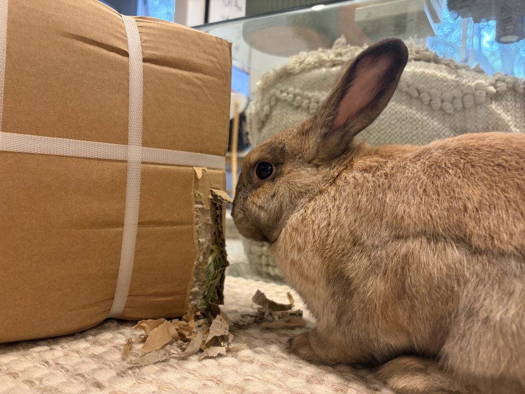 Image #1 from Rochelle