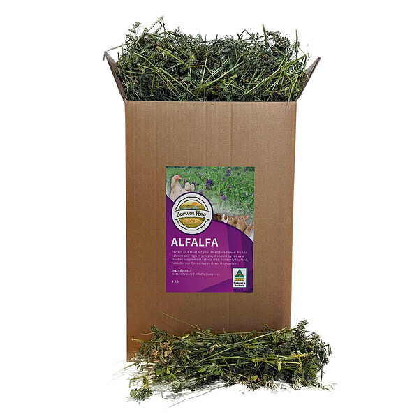 Alfalfa Hay (Lucerne)