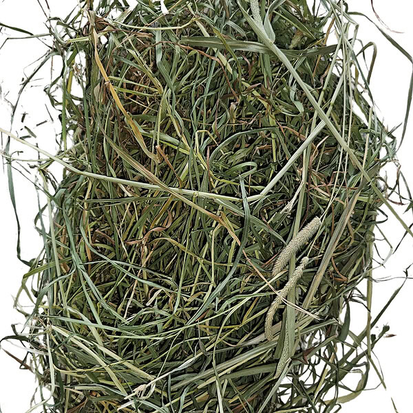 Timothy Hay - Image 4